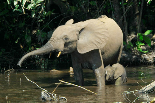 forest elephant