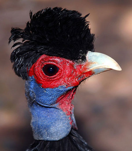 crested guinea fowl