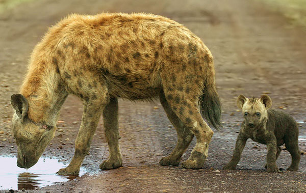 spotted hyena and cub