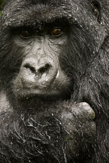 gorilla sits dormant in rain