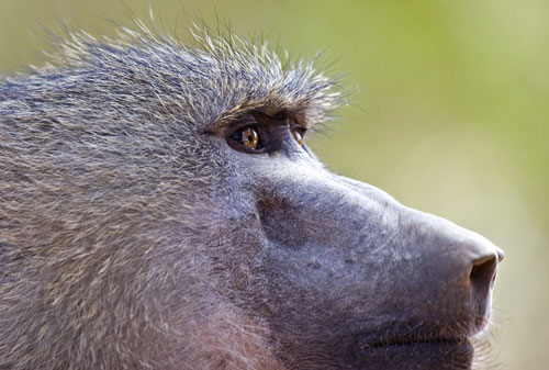 olive baboon