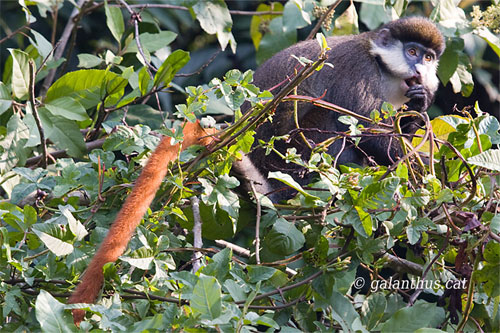 red tailed monkey