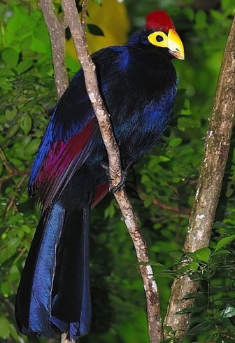 ross's turaco