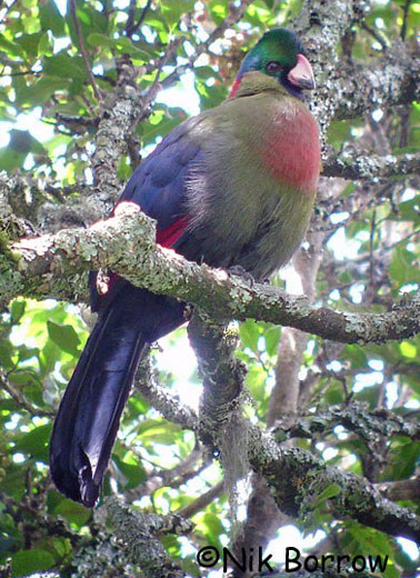 ruwenzori turaco