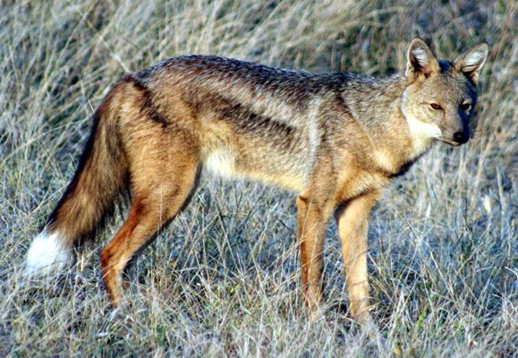 side striped jackal