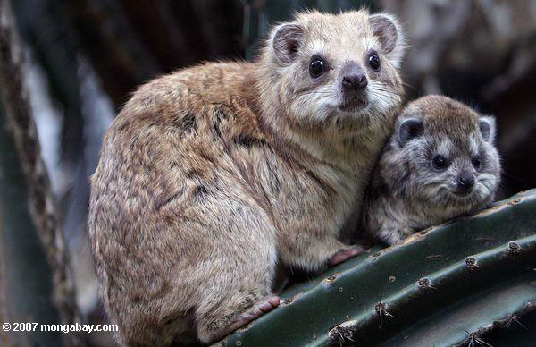 tree hyrax