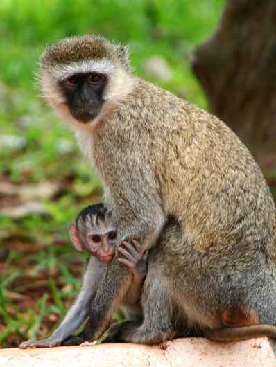 vervet monkey