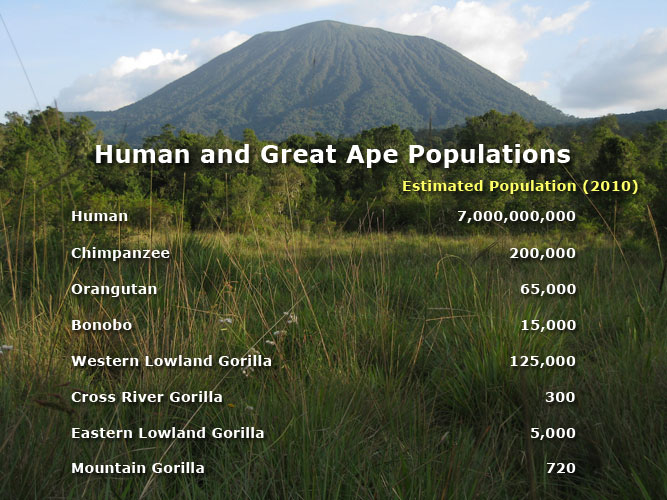 great ape population