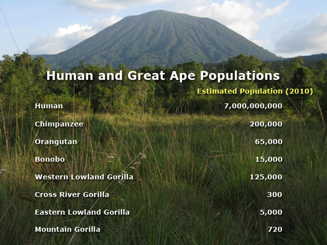 great ape population