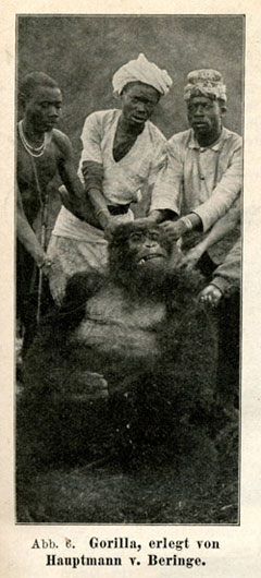 first gorilla shot by von beringe