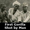 first gorilla shot by von beringe