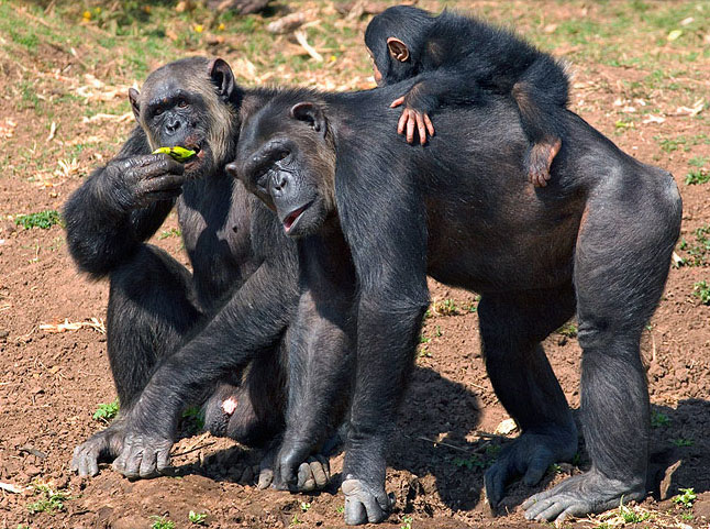 chimp family