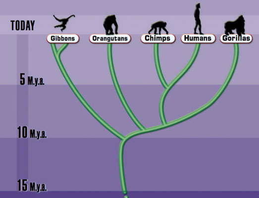 evolution diagram