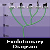 evolution diagram