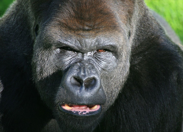 western lowland silverback