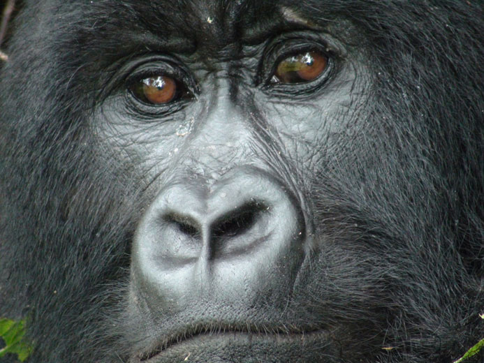 closeup of a female