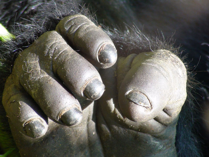 closeup of foot