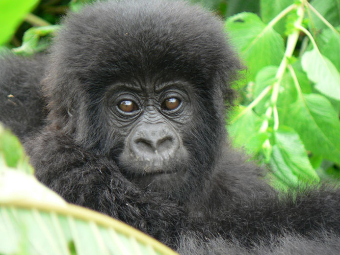 gorilla infant