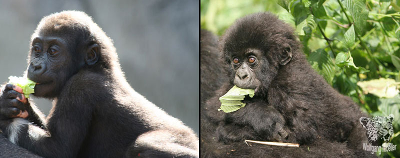 lowland and mountain gorilla babies