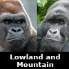lowland and mountain gorillas