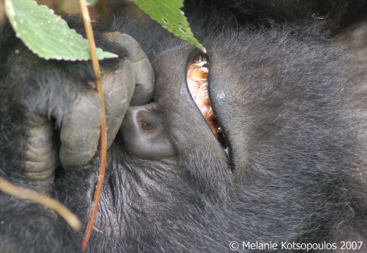 gorilla picks his nose