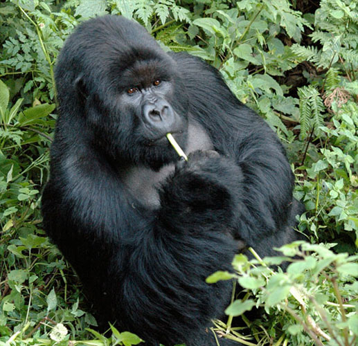 silverback eating celery