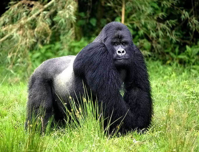 silverback in meadow