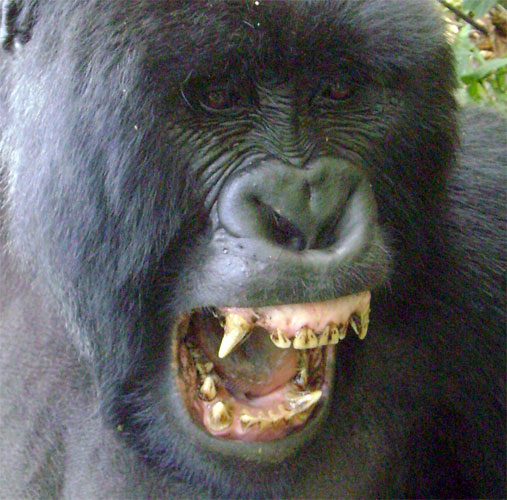 silverback with canines exposed