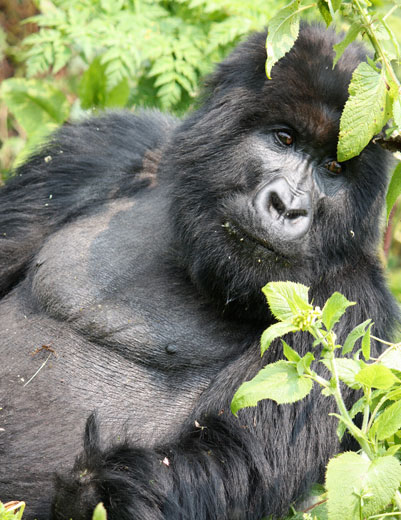 gorilla with wrinkly skin on chest