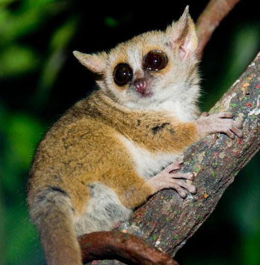 mouse lemur