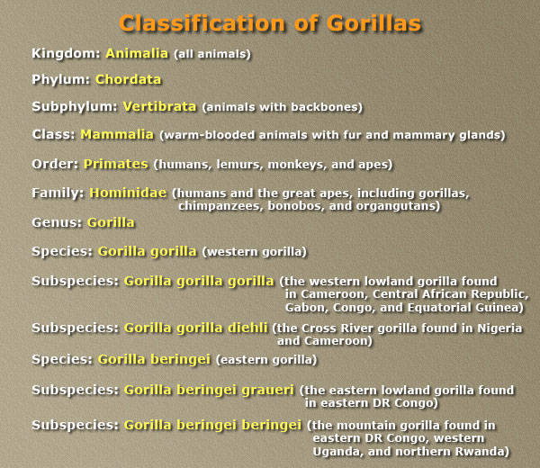 classification of gorillas