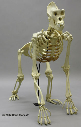 gorilla skeleton