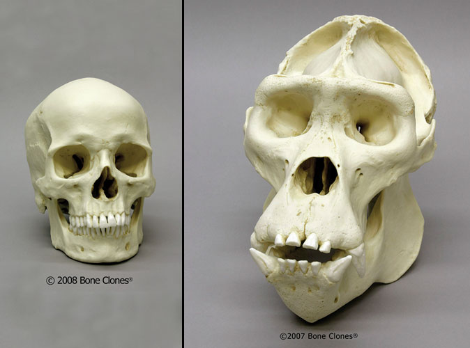 human and gorilla skulls