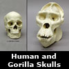 human and gorilla skulls