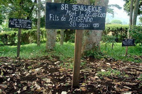 gorilla cemetery