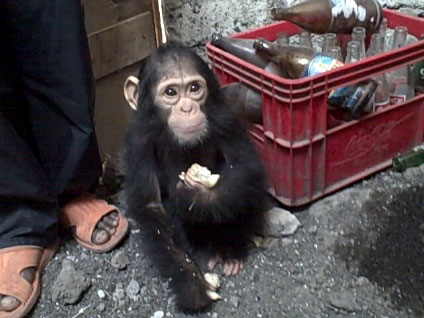 chimp for sale in market