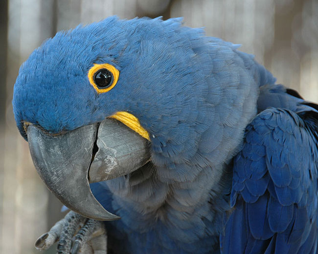 hyacinth macaw