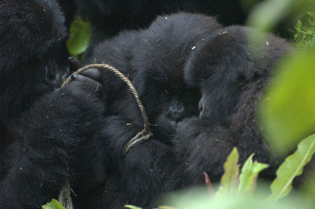 family members try to remove a snare