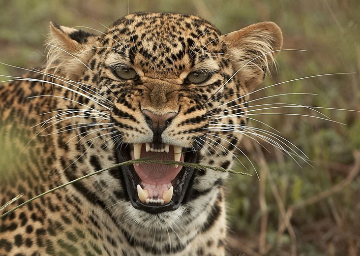 leopard in the sun