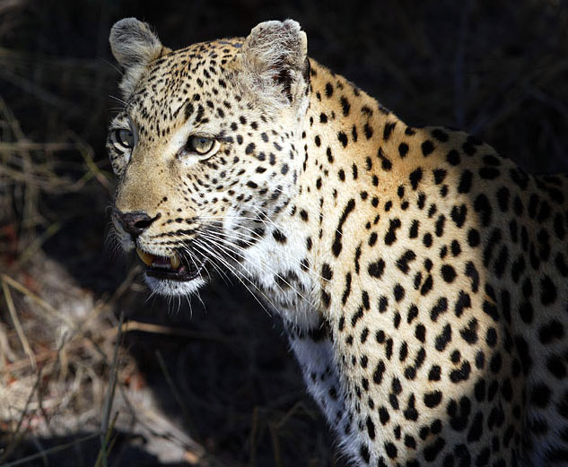 leopard in the morning sun