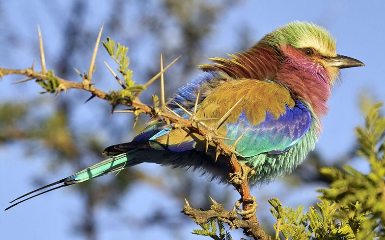 lilac breasted roller