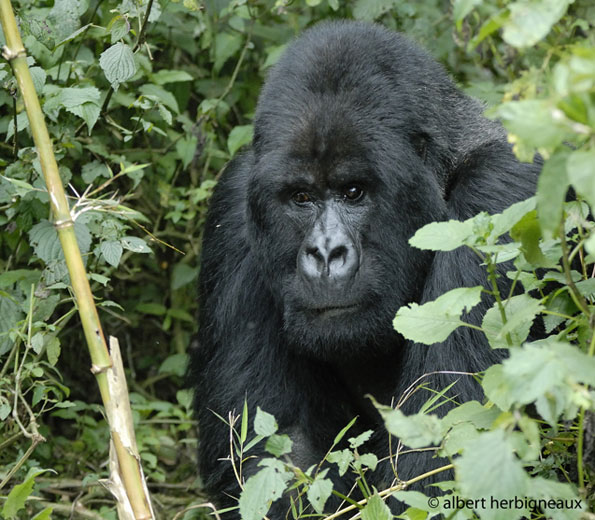 mountain gorilla male