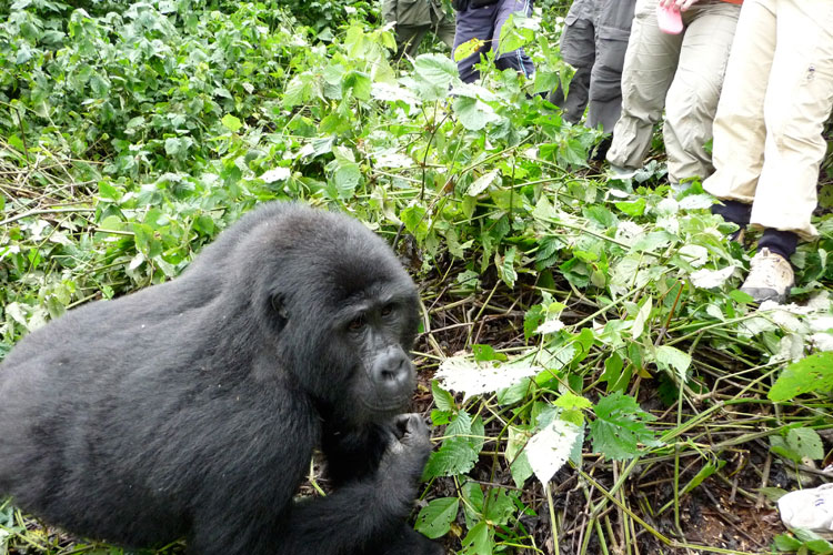 gorilla and tourists