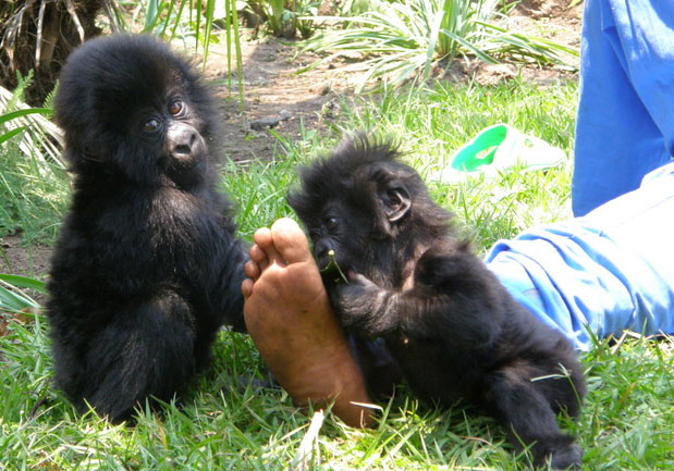 ndeze and Ndakasi with caregiver