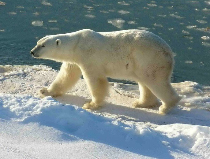 polar bear