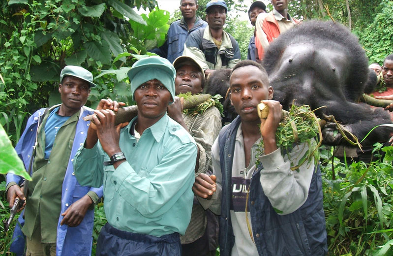 a dead gorilla being carried out of the forest