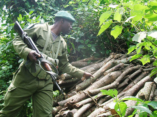 park ranger finds trees cut down