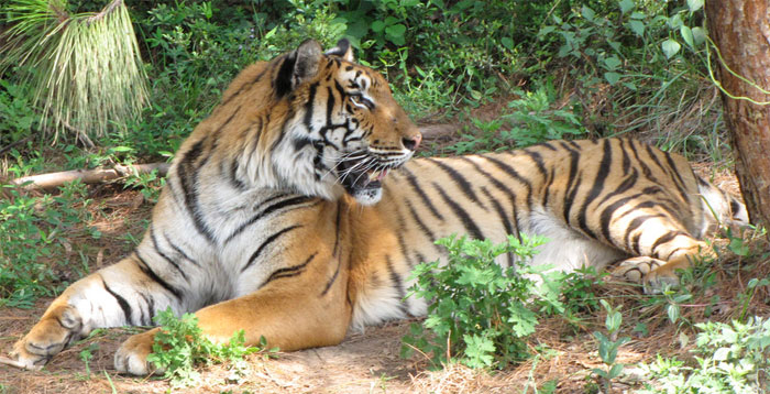 south china tiger