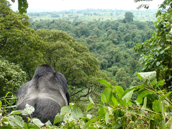 silverback looks at deforestration