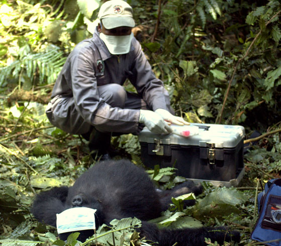 The Gorilla Doctors treating a patient